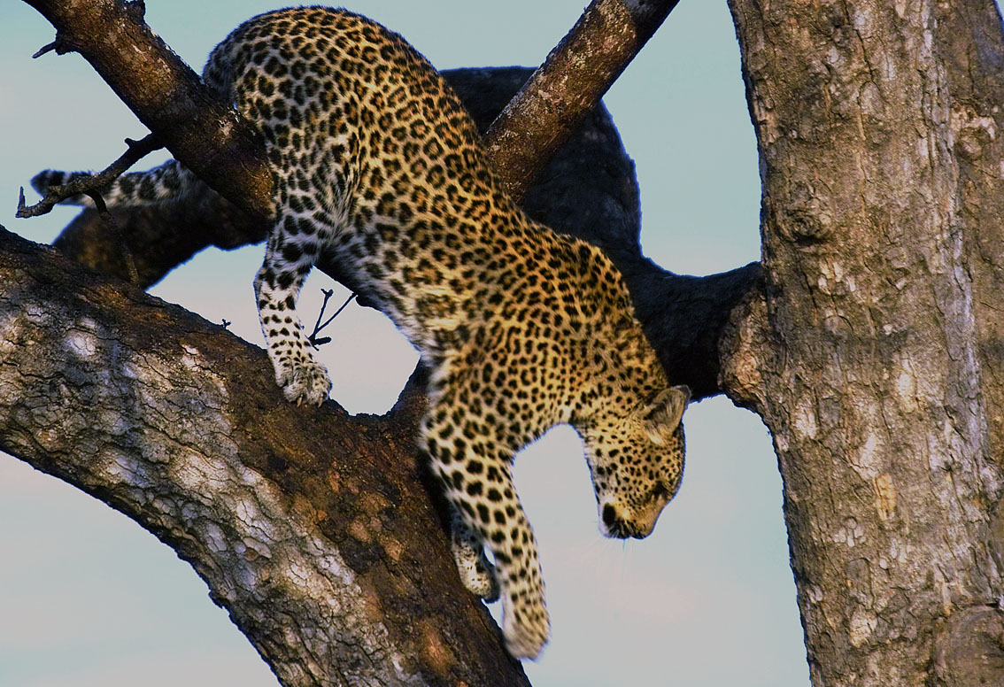 Leopardo en árbol, fondo de pantalla 4K de alta calidad.