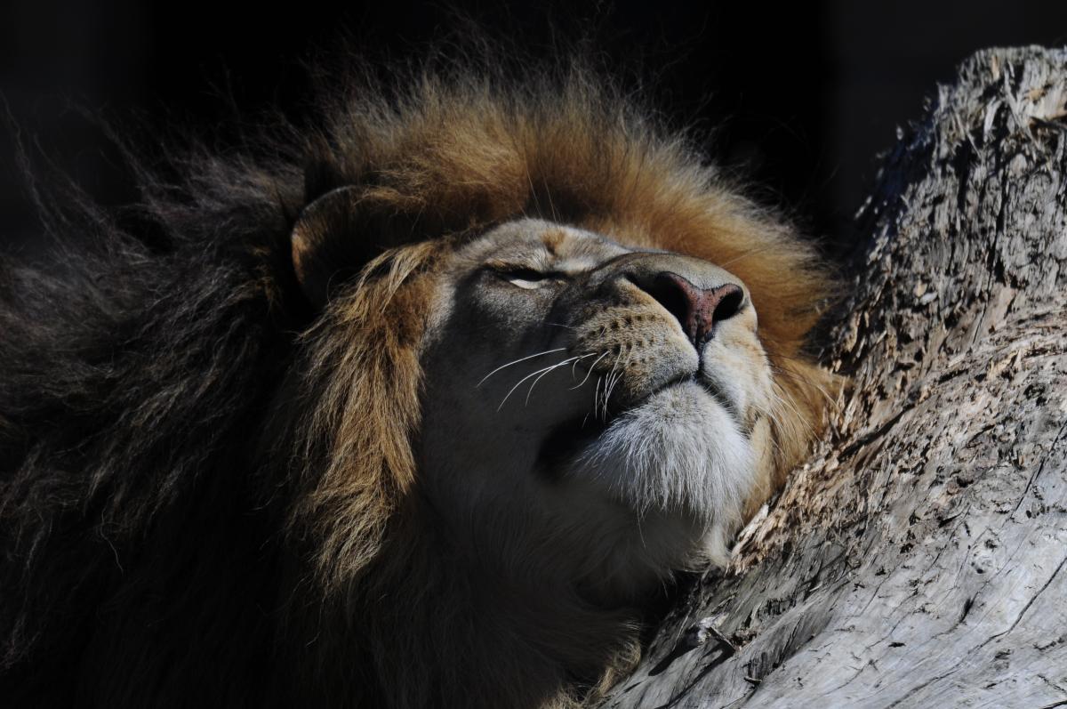 León Sereno: Fondo de Pantalla en Alta Calidad 4K