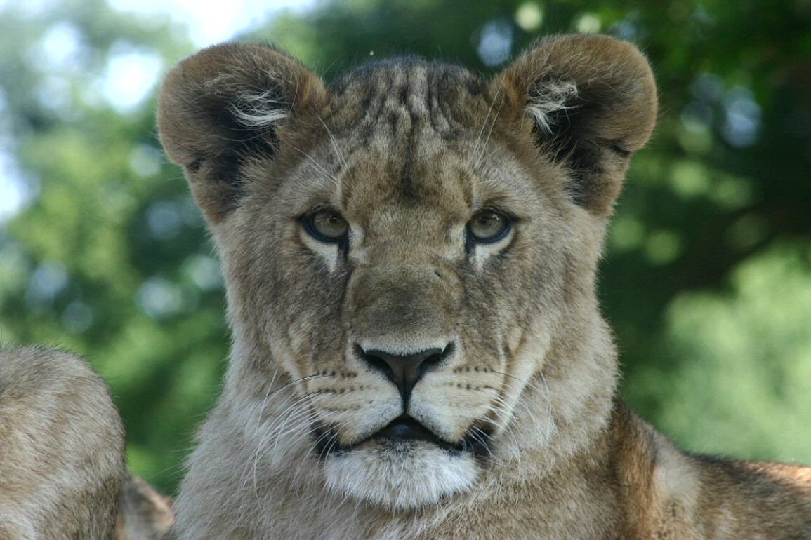 Majestuoso león en alta calidad para fondos 4K