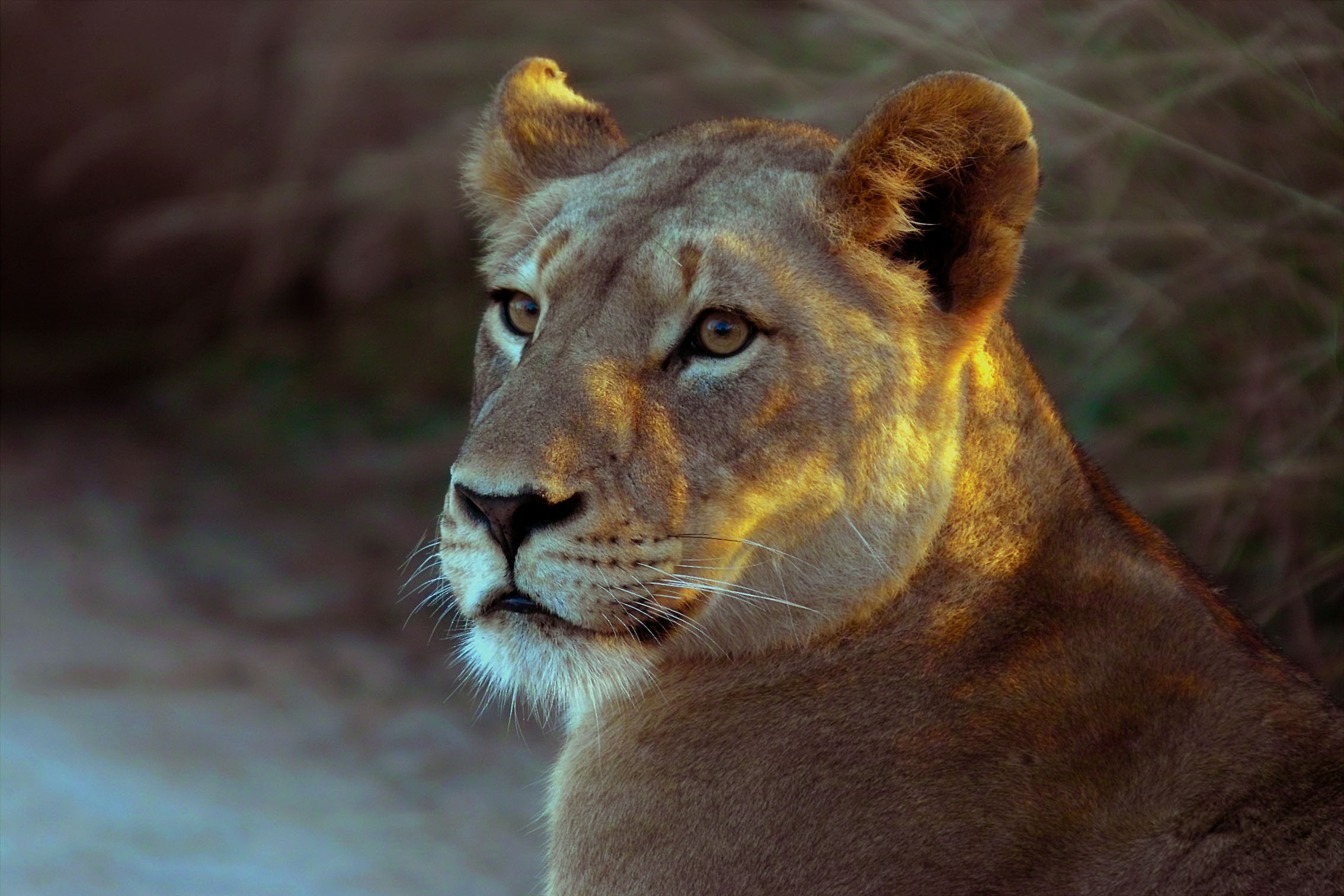 Fondo de pantalla leona atenta