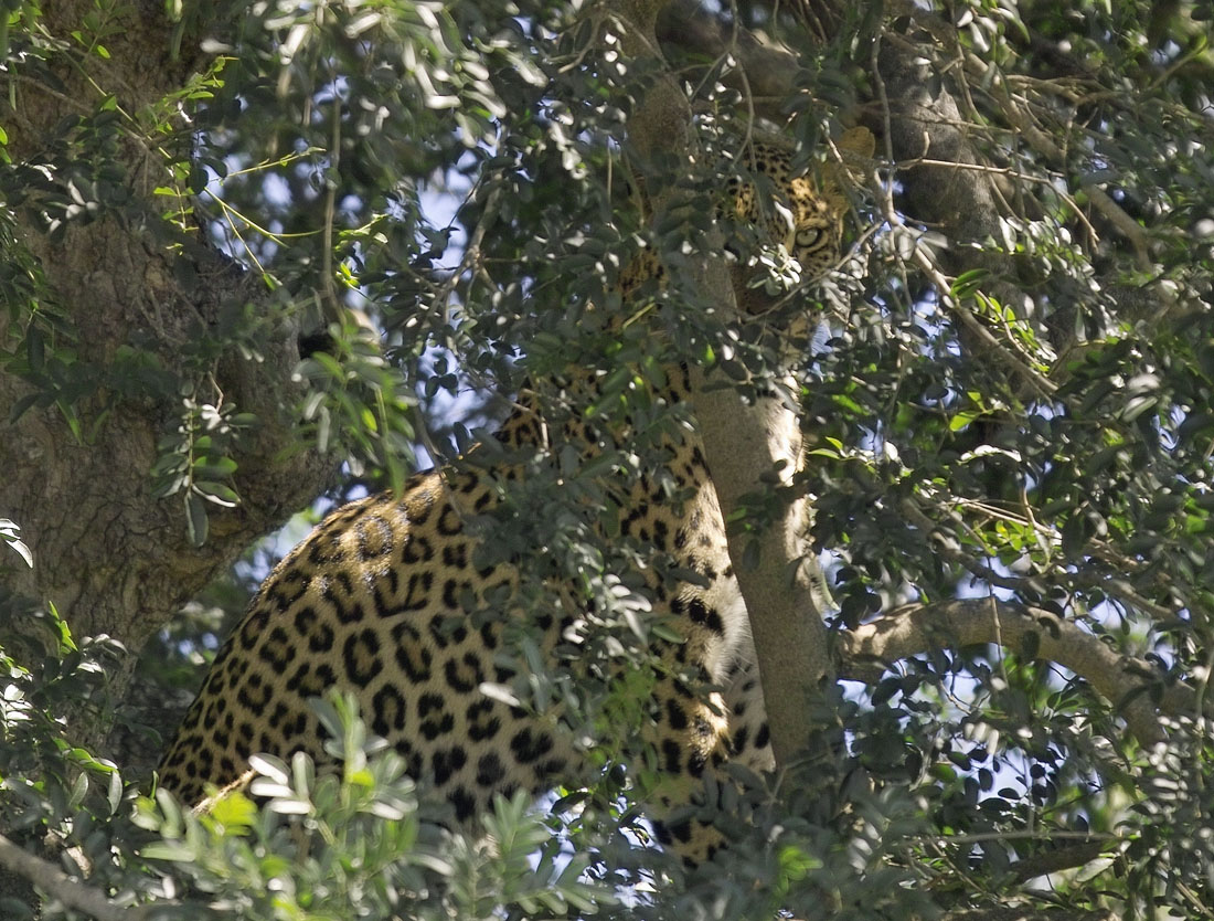 Leopardo oculto en árbol - Fondo de pantalla 4K 임