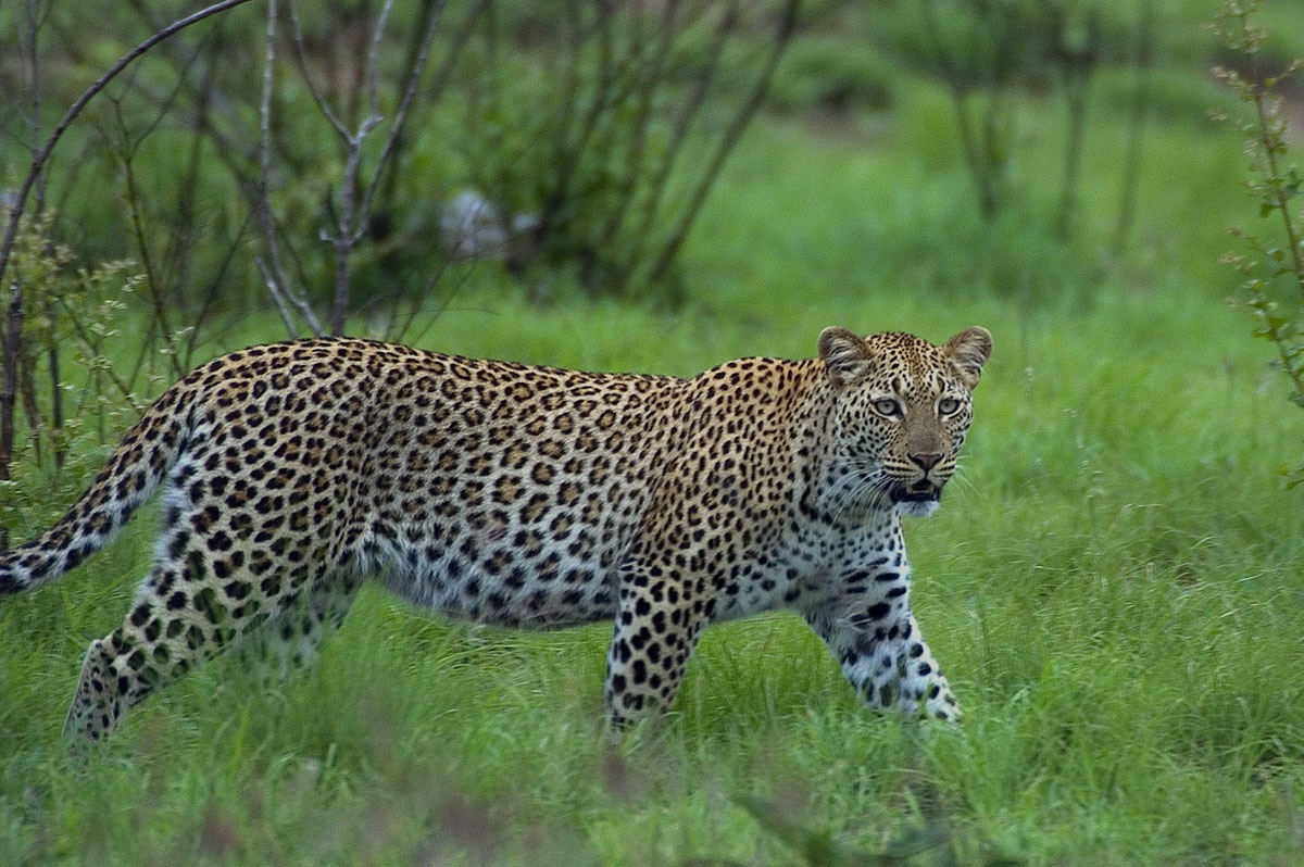 Leopardo en la selva: wallpaper 4K de alta calidad.