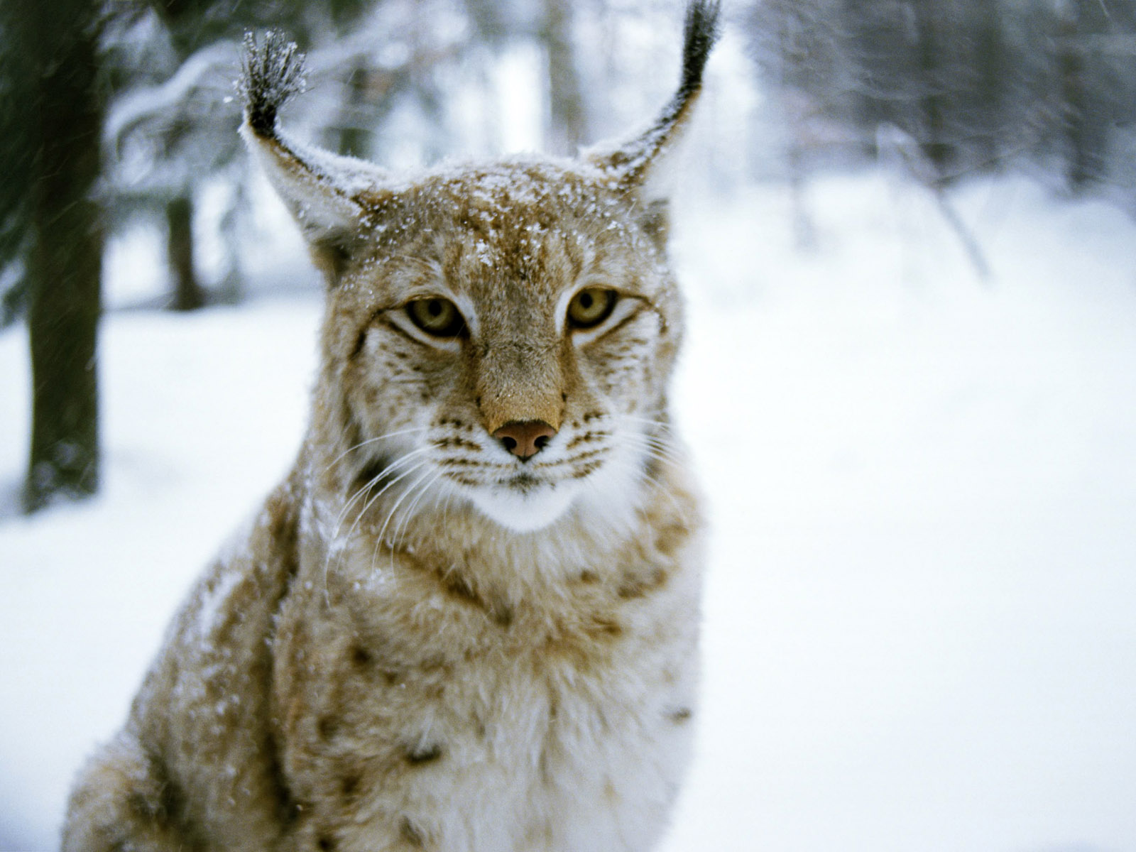 Lince en invierno: fondo de pantalla 4K alta calidad