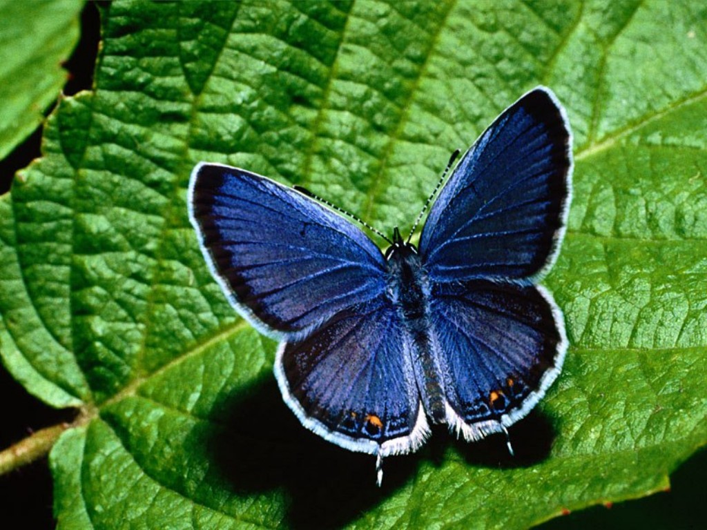 Fondo de pantalla mariposa azul