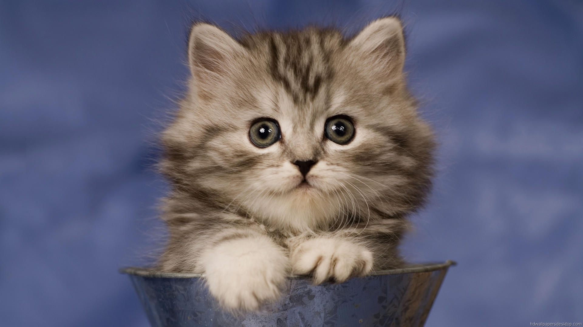 Fondo de pantalla mirada tierna de gato