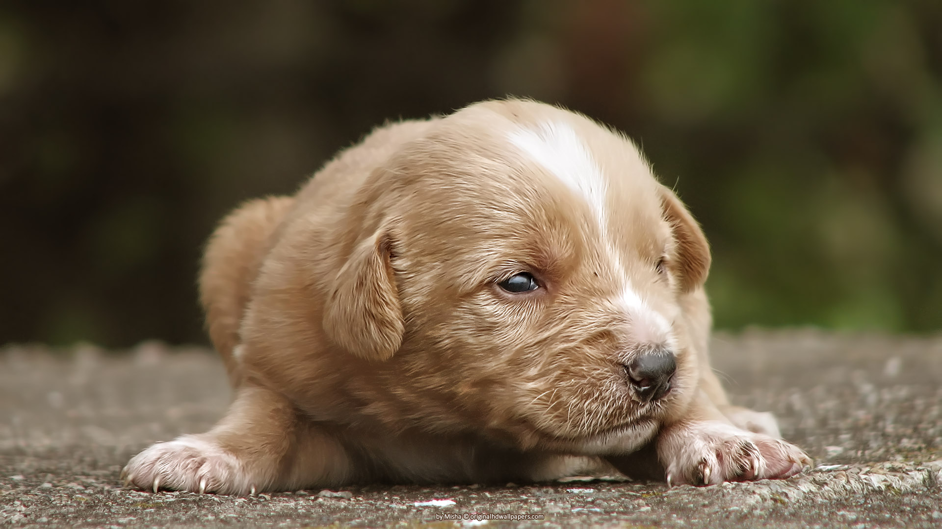 Fondo de pantalla perro bebe esperando