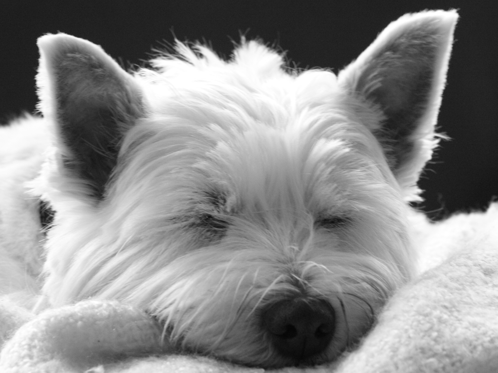 Perro durmiendo en blanco y negro, fondo 4K HD