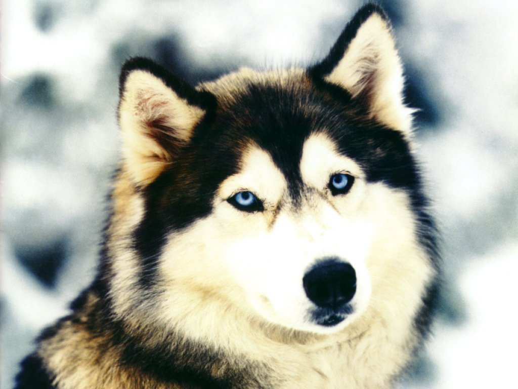 Fondo de pantalla perro lobo en la nieve