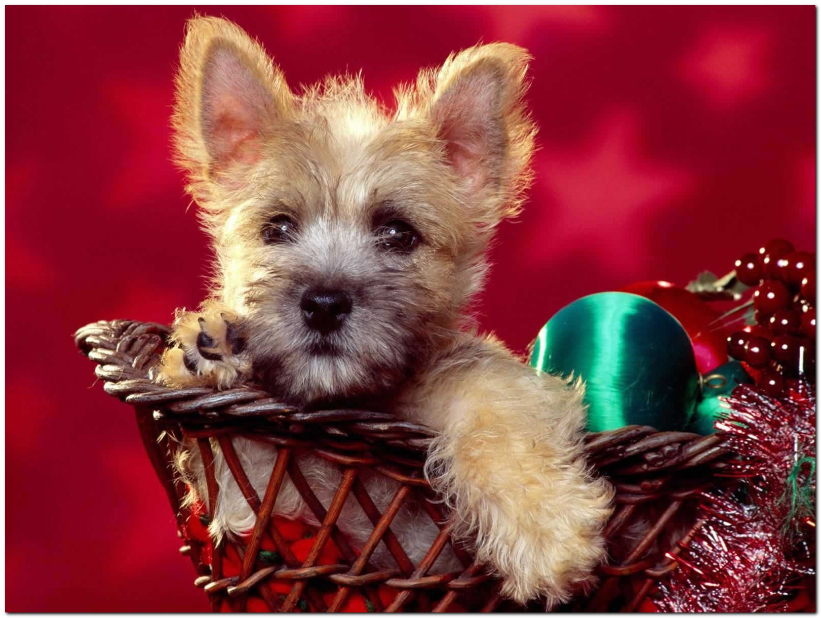 Fondo de pantalla perro navideño