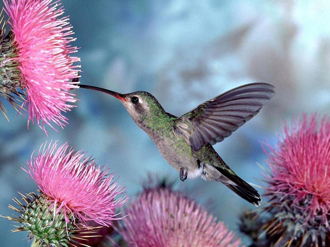 Fondo de pantalla picaflor