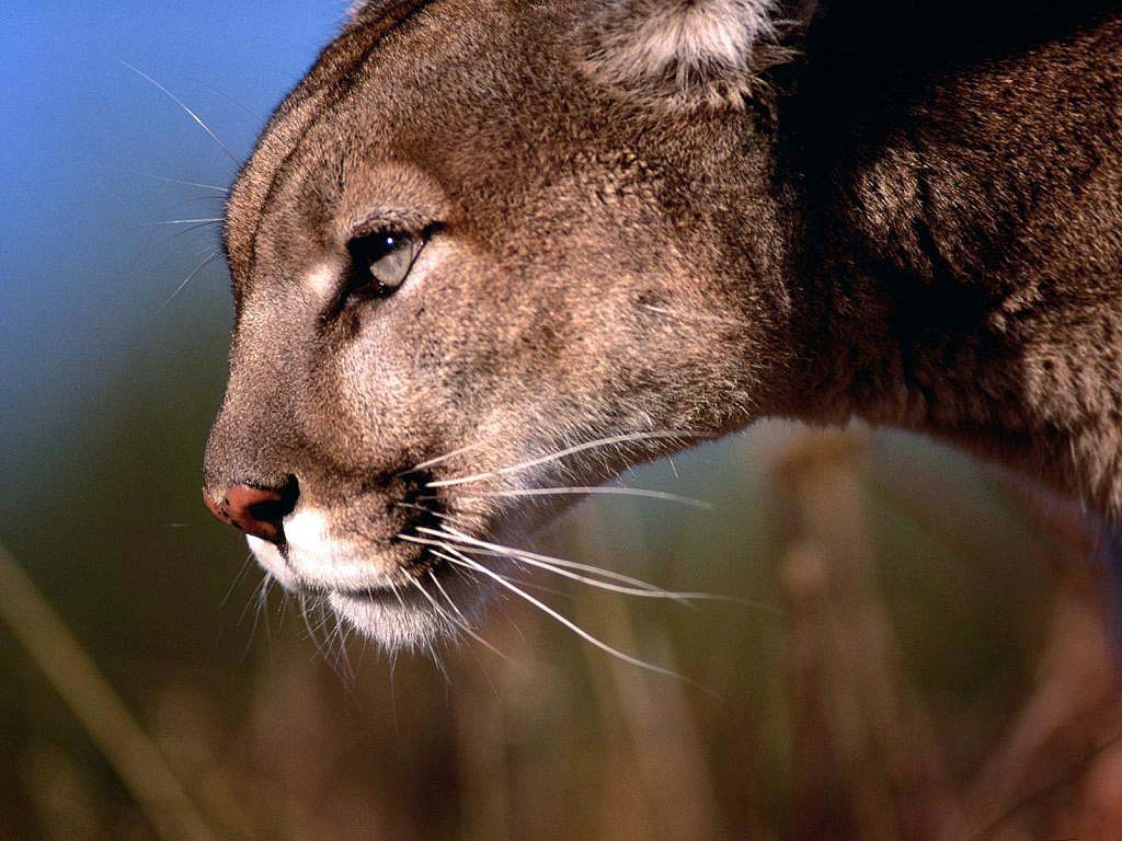 Puma en perfil: fondo de pantalla 4K de alta calidad