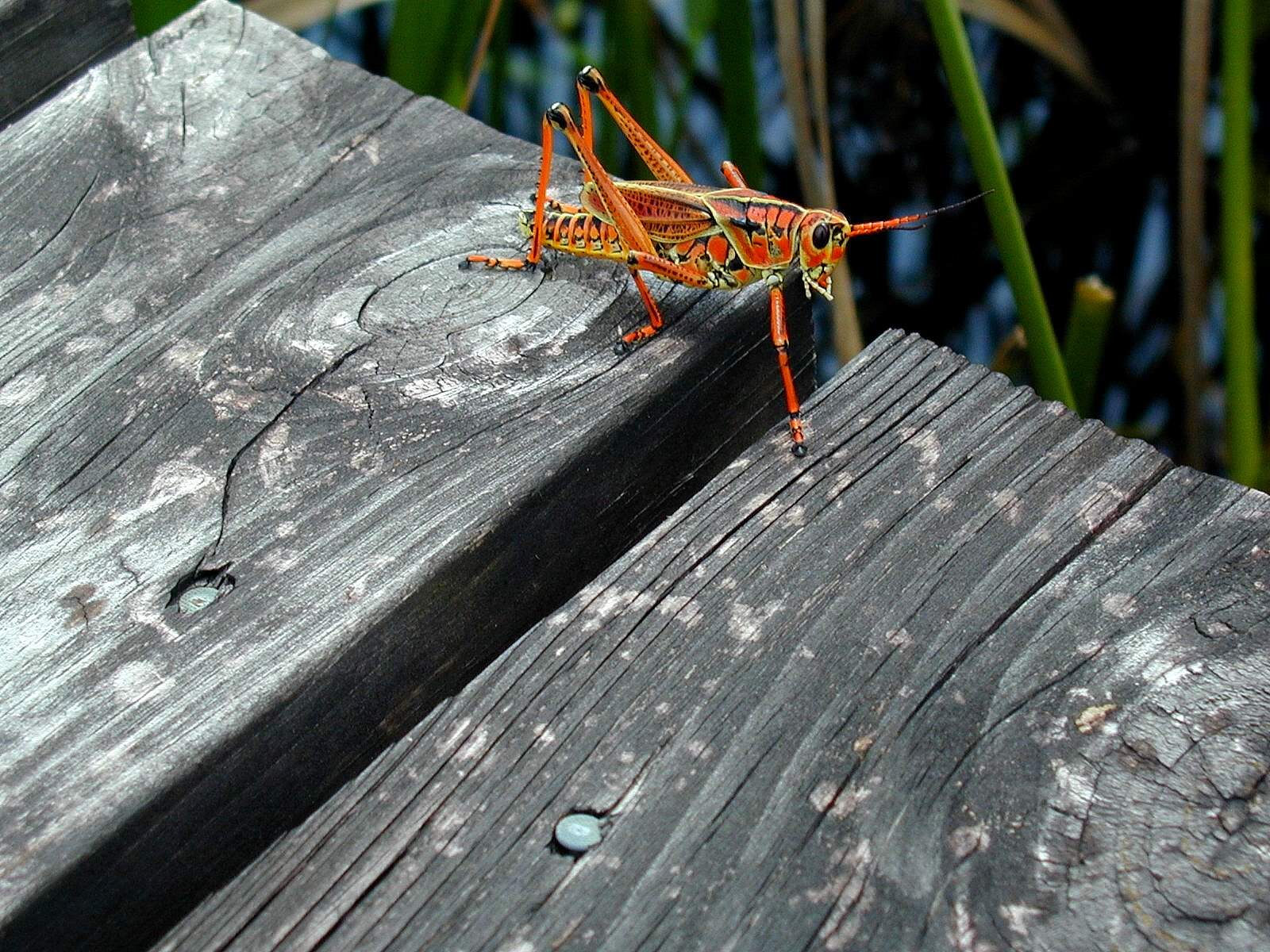 Fondo de pantalla saltamonte
