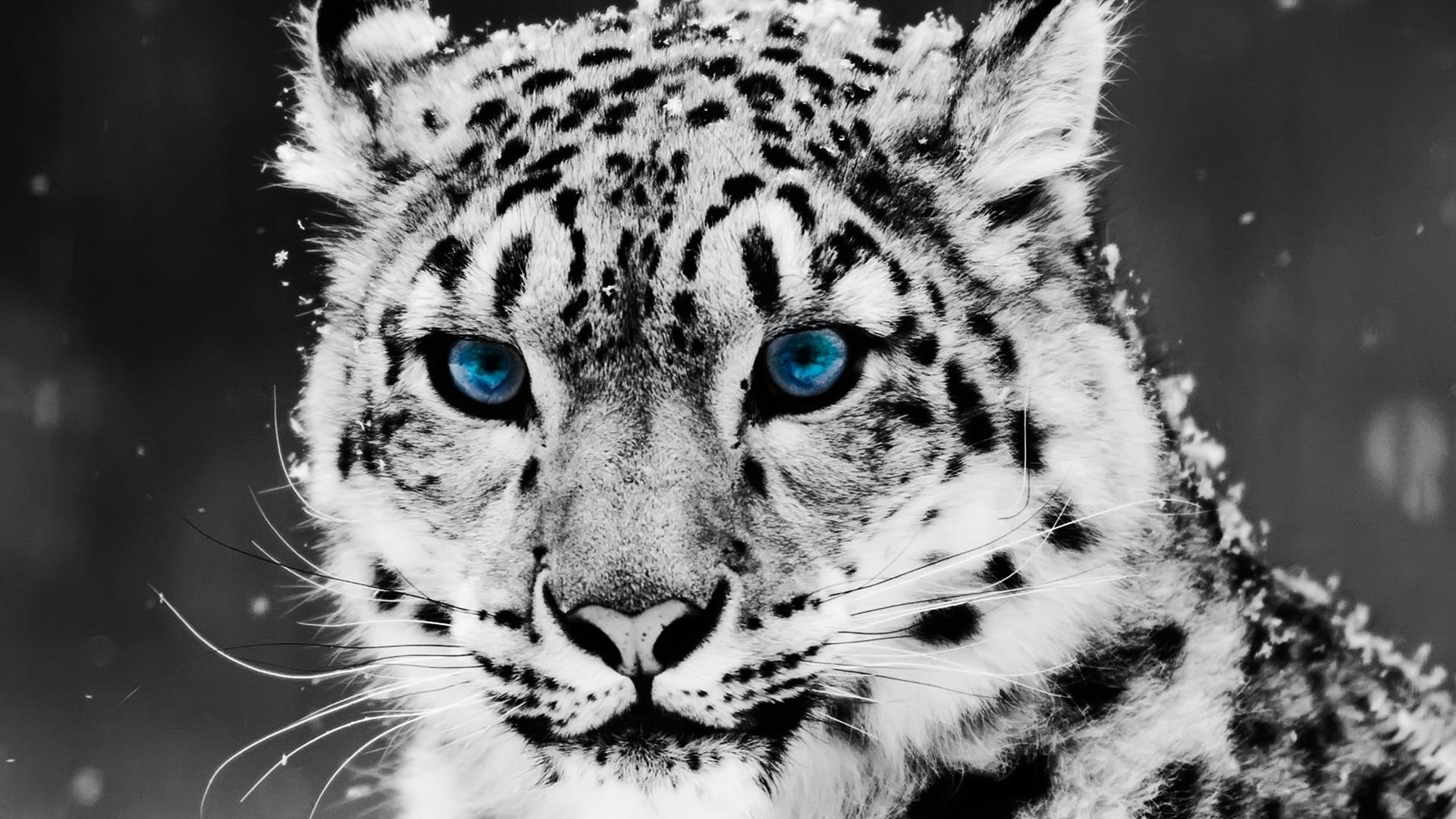 Leopardo con ojos azules en alta calidad 4K wallpaper