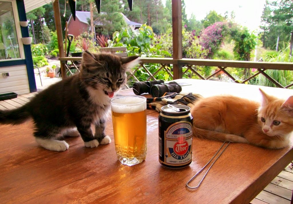 Fondo hd de un par de gatos tomando cerveza