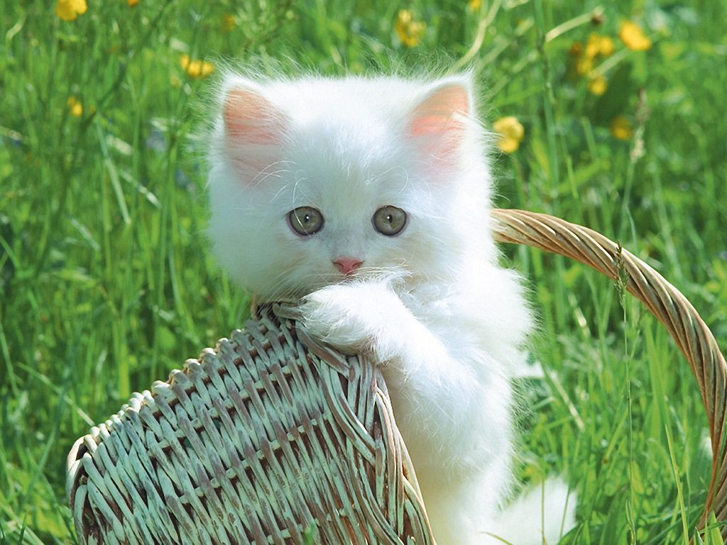 Funny Cats And Kittens Wallpapers