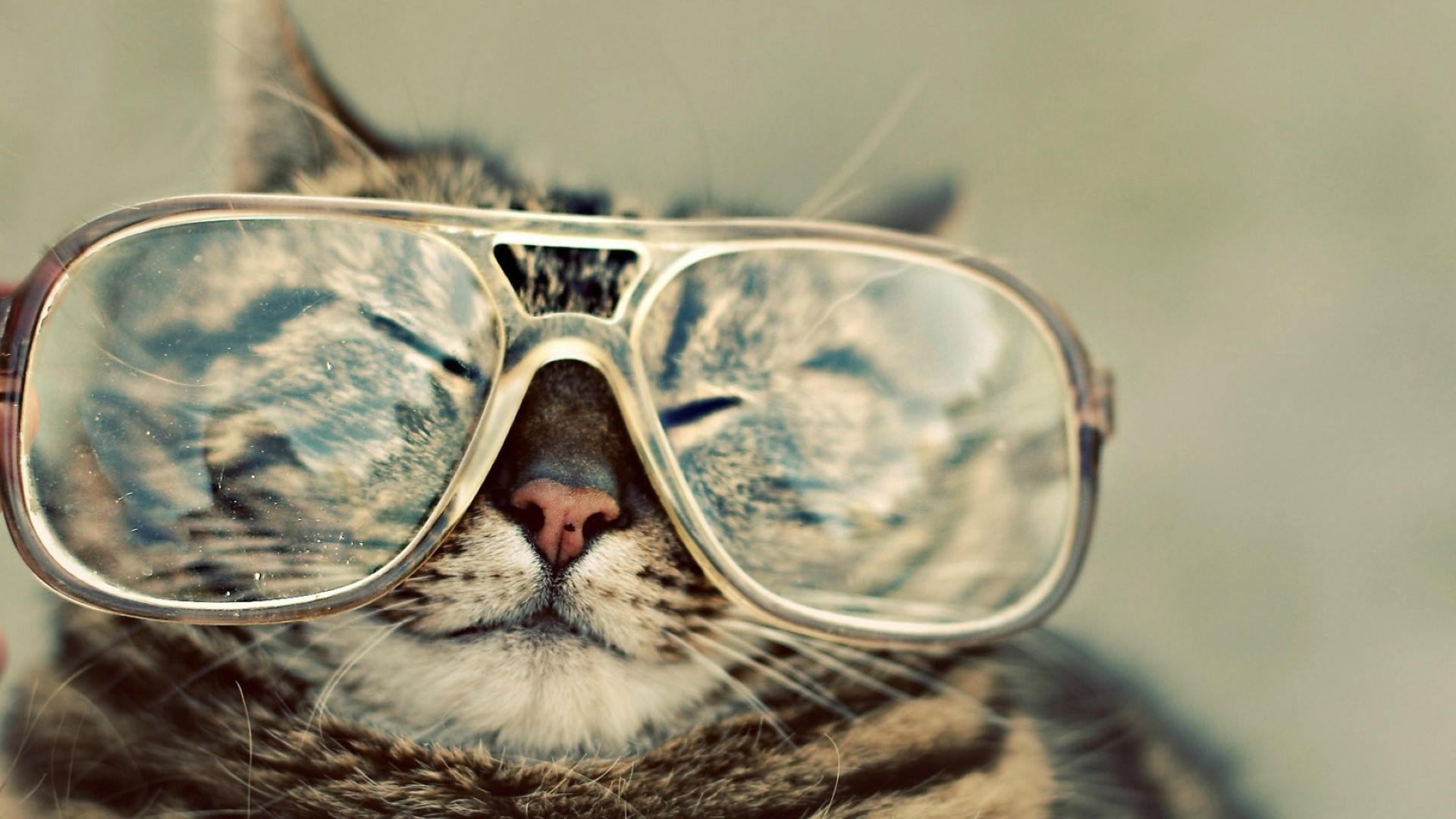 Gato con gafas en alta calidad - Wallpaper 4K divertido