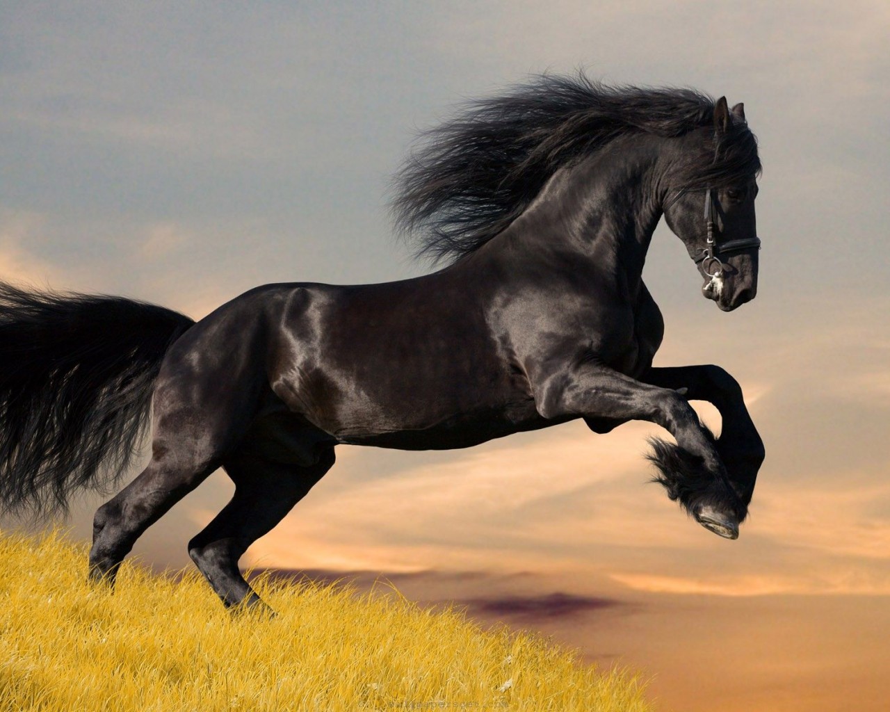 Hermoso caballo negro