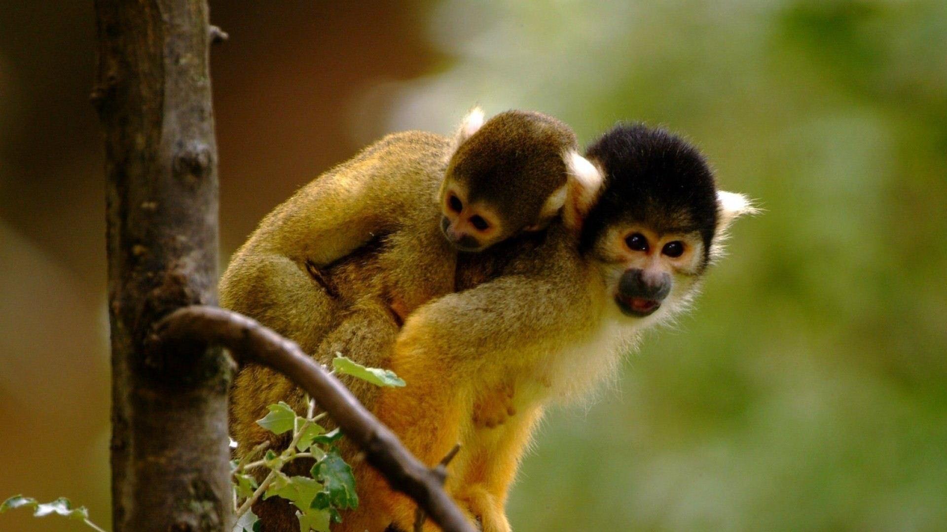 Loving monkeys cute animal wallpapers