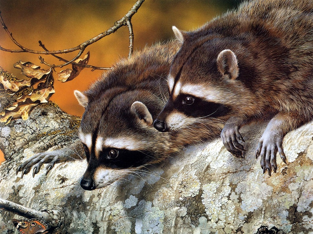 Mapaches hermosos