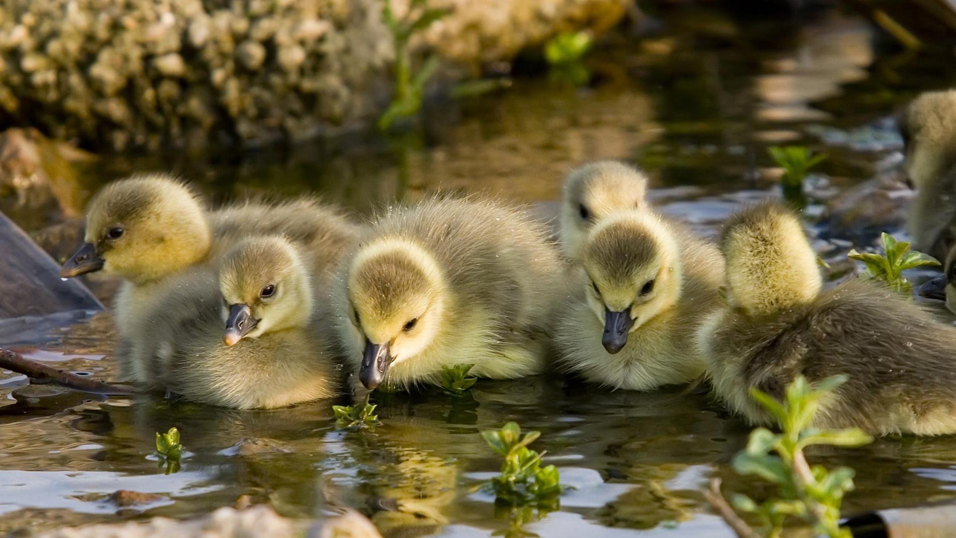 patitos tomando agua