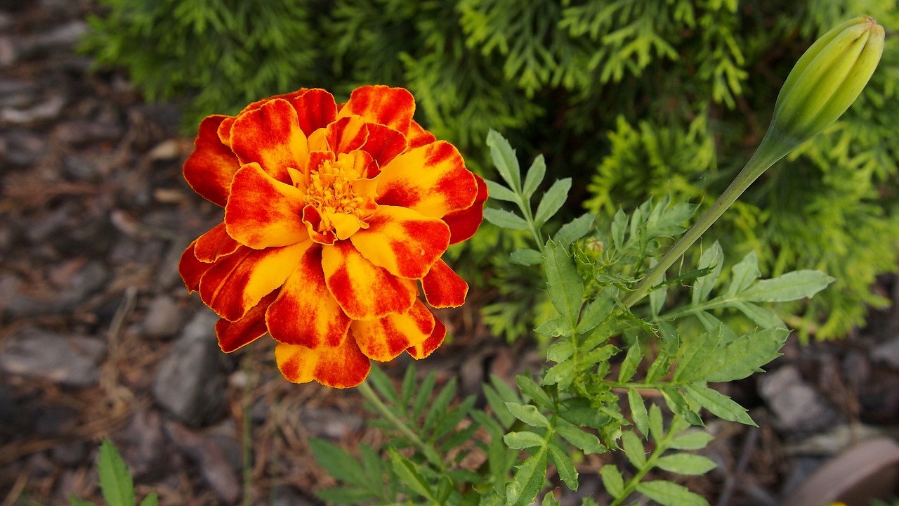 Fondo de Pantalla de pixabay_2441880.jpg