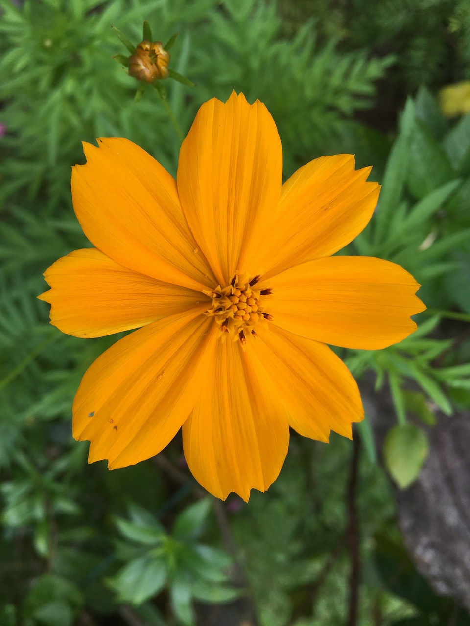 Fondo de Pantalla de pixabay_2696409.jpg