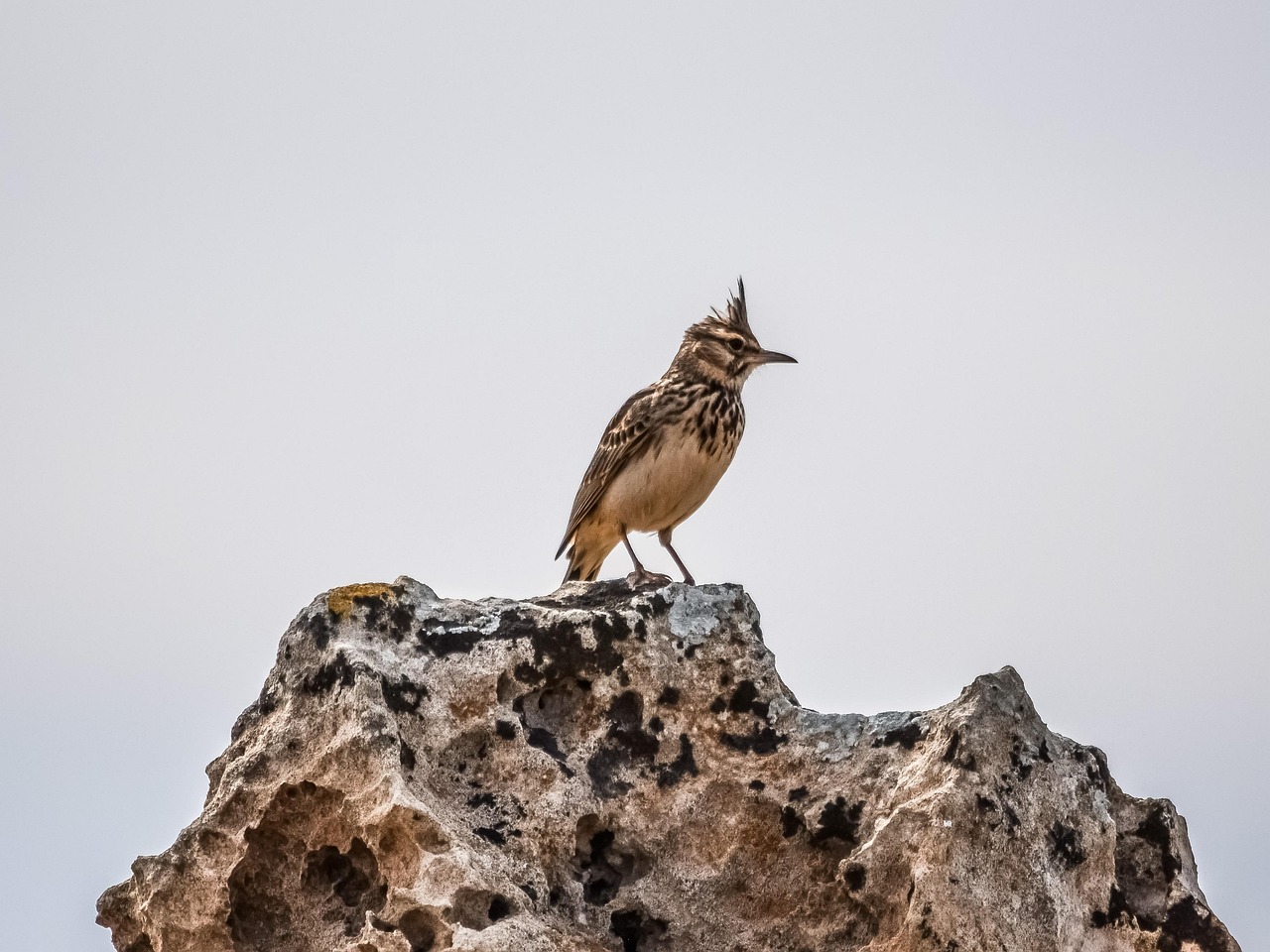 Fondo de Pantalla de pixabay_3209785.jpg