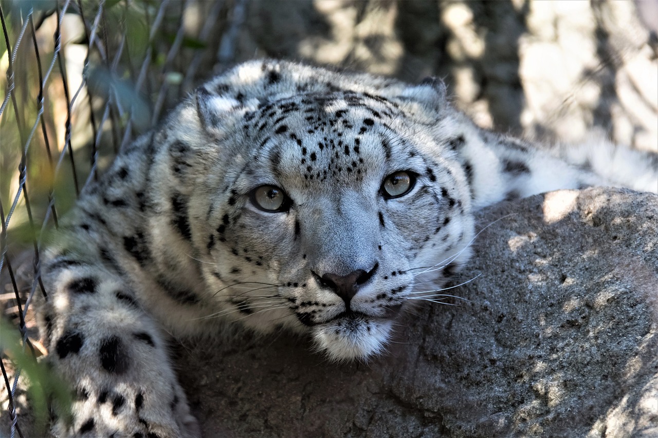 Fondo de Pantalla de pixabay_3229940.jpg