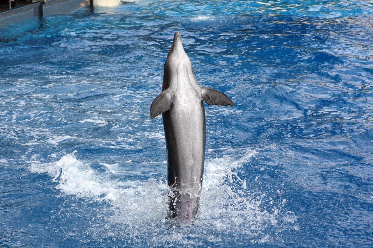 Fondo de Pantalla de pixabay_3577181.jpg