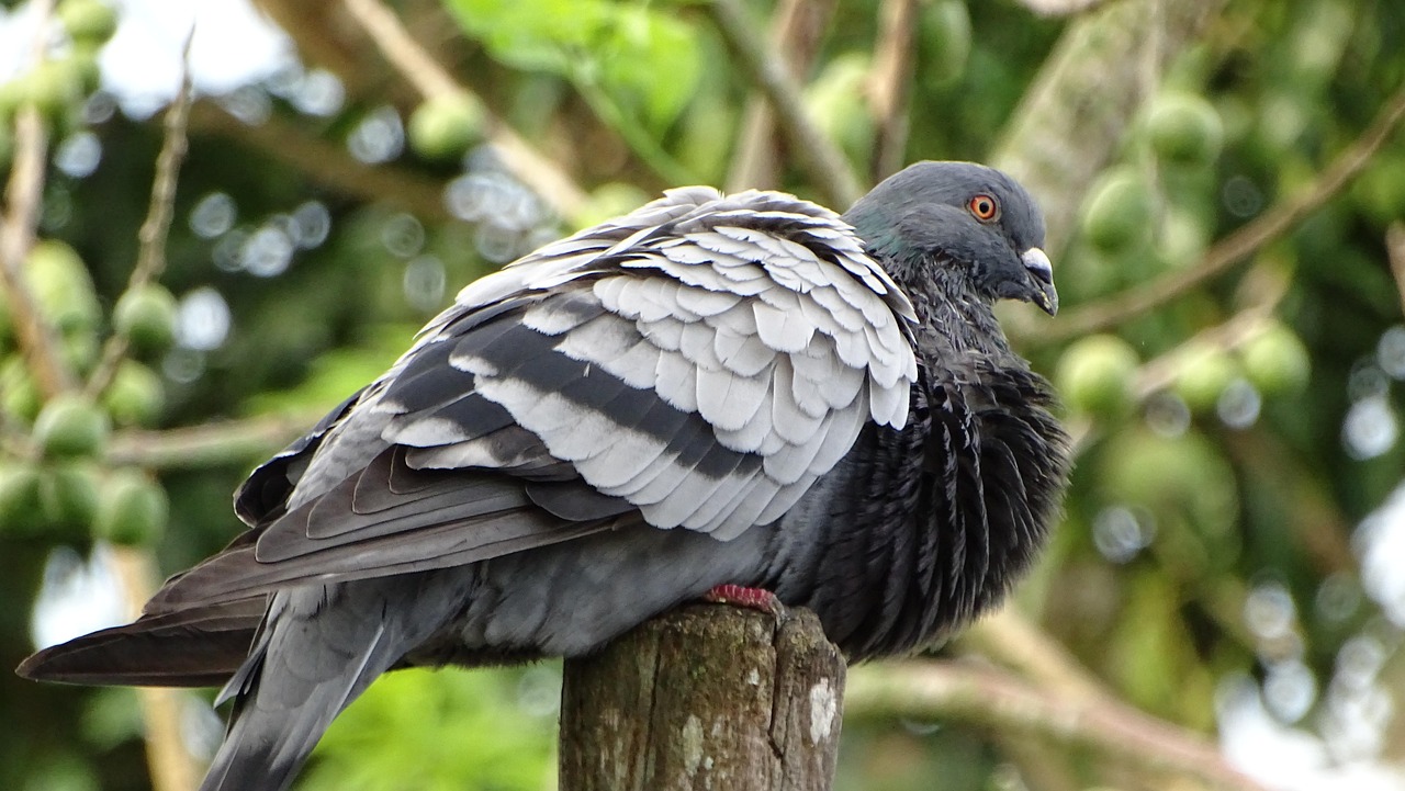 Fondo de Pantalla de pixabay_4439935.jpg