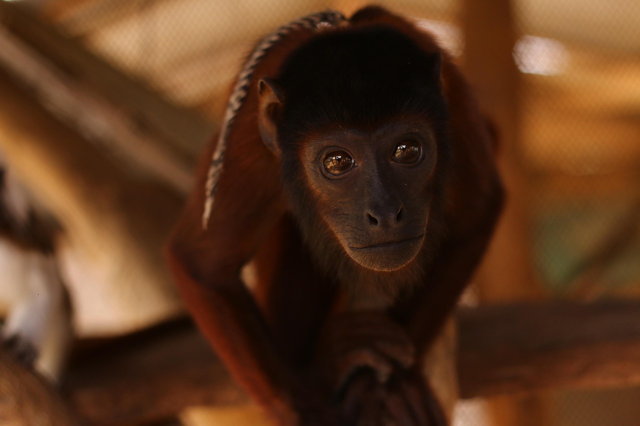 Fondo de Pantalla de pixabay_5178559.jpg