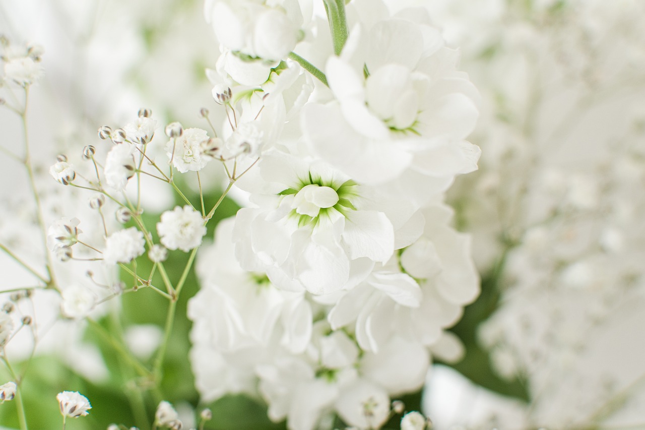 Fondo de Pantalla de pixabay_5712344.jpg