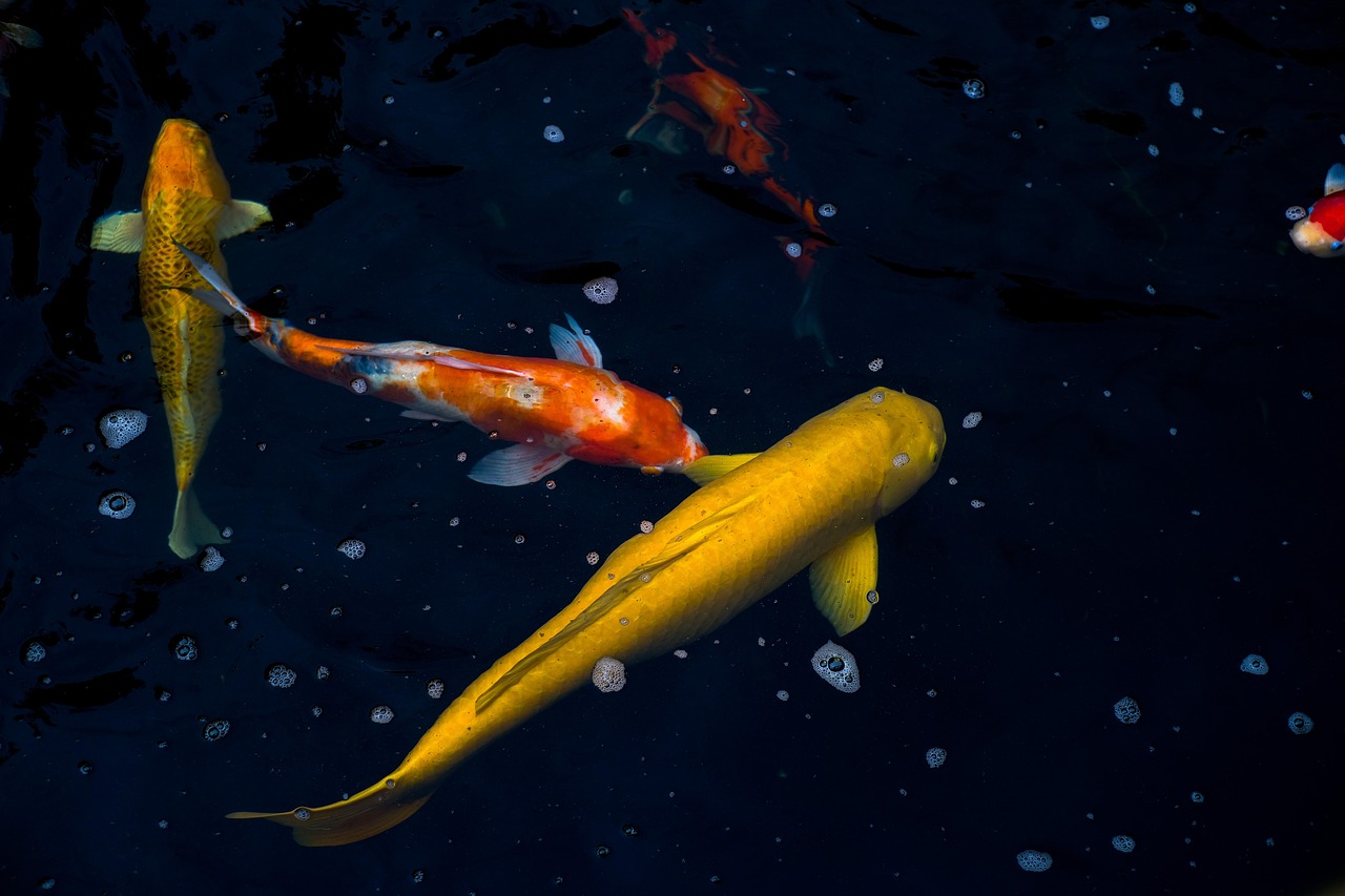 Fondo de Pantalla de pixabay_6609428.jpg