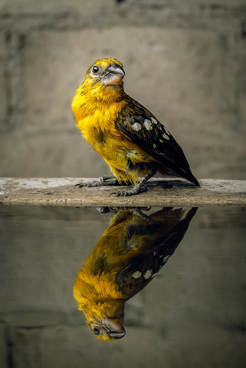 Fondo de Pantalla de pixabay_6871558.jpg