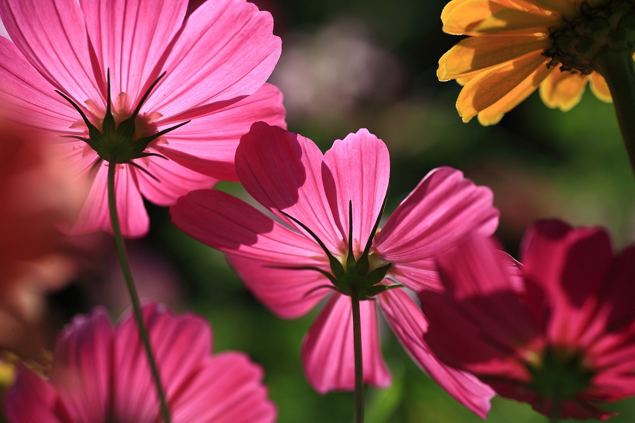 Fondo de Pantalla de pixabay_7130678.jpg