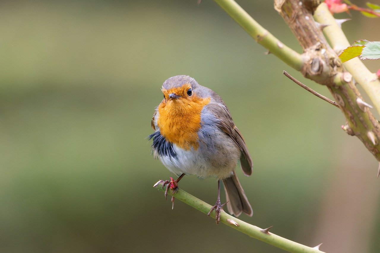 Fondo de Pantalla de pixabay_7902319.jpg