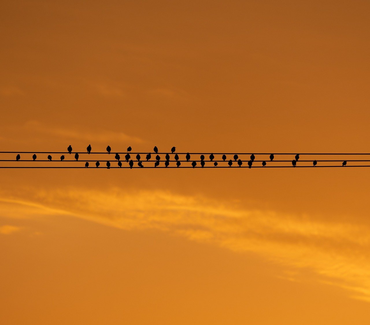 Fondo de Pantalla de pixabay_8253985.jpg