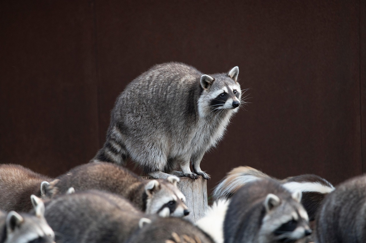 Fondo de Pantalla de pixabay_8282171.jpg