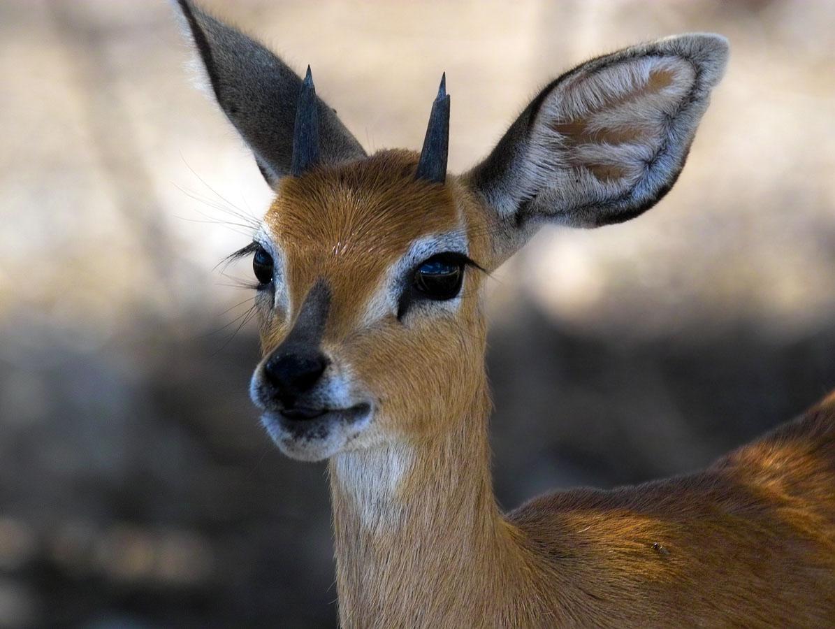 venado bebe