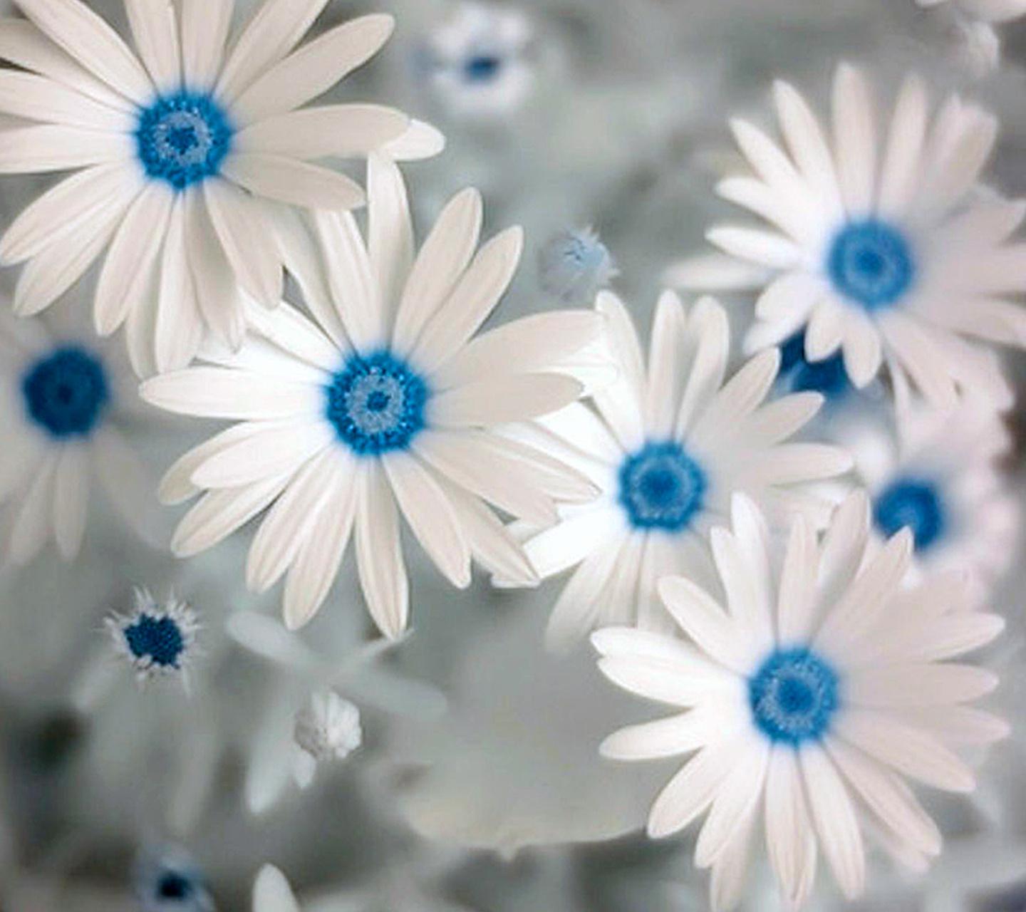 White Flowes