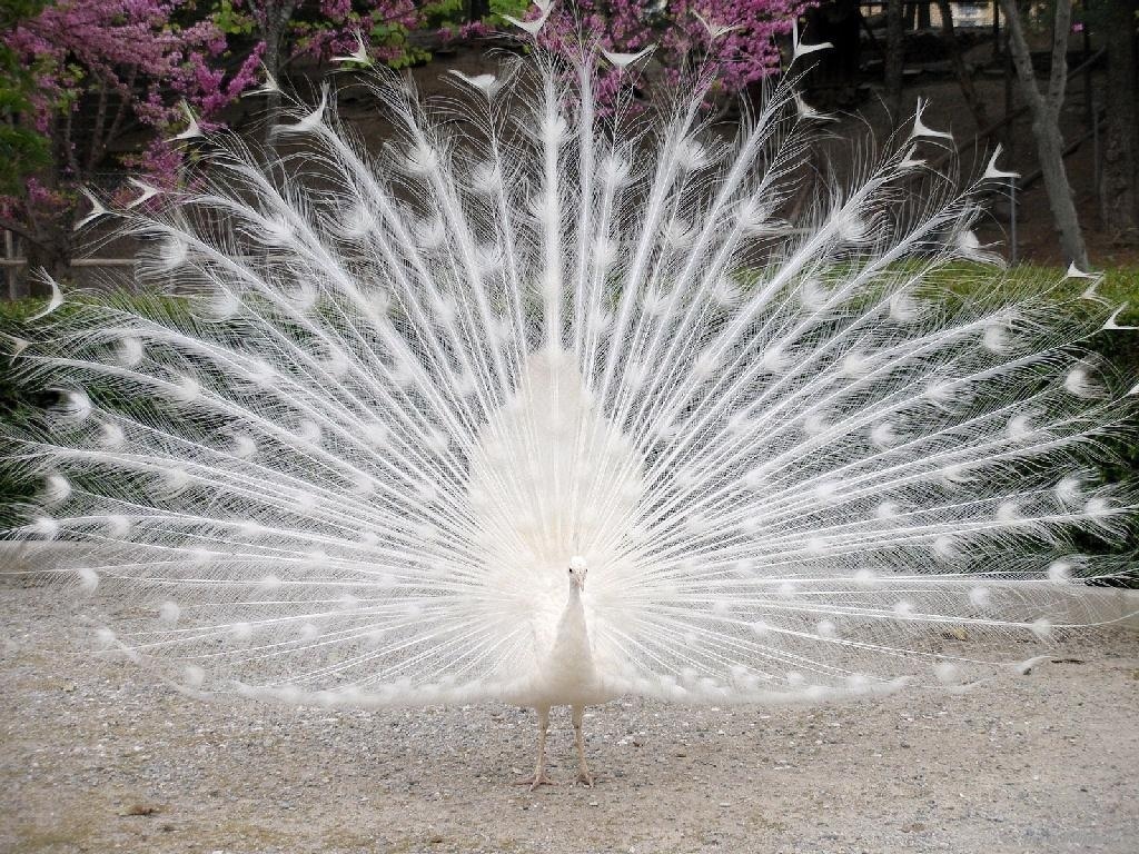 white peacock wallpapers