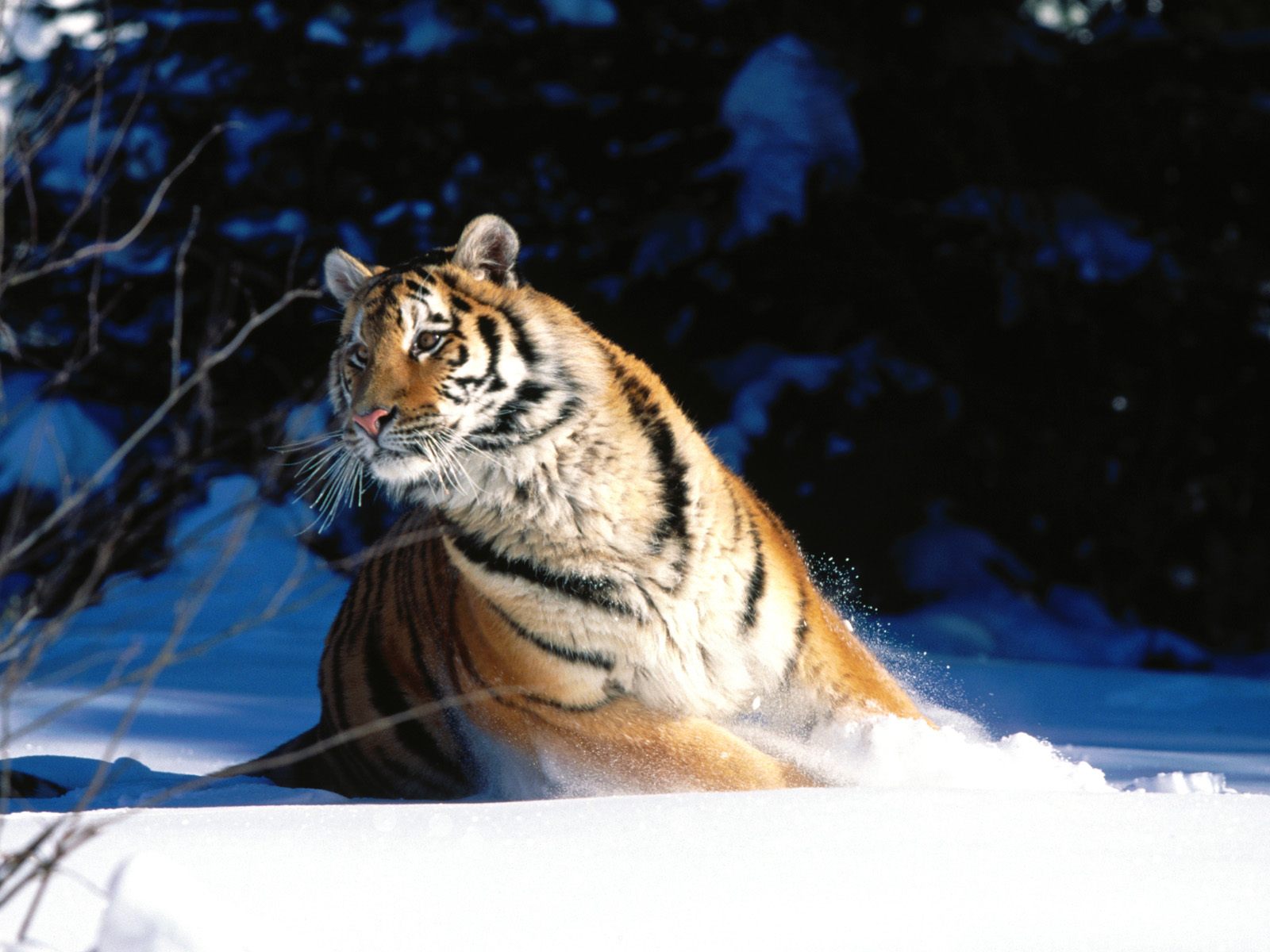 Wintery scuddle siberian tiger normal