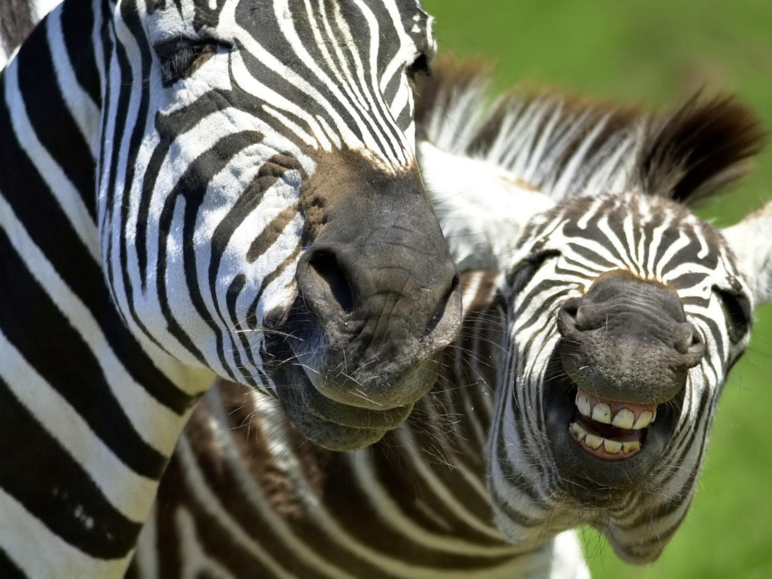 Zebras African Animals Wallpaper