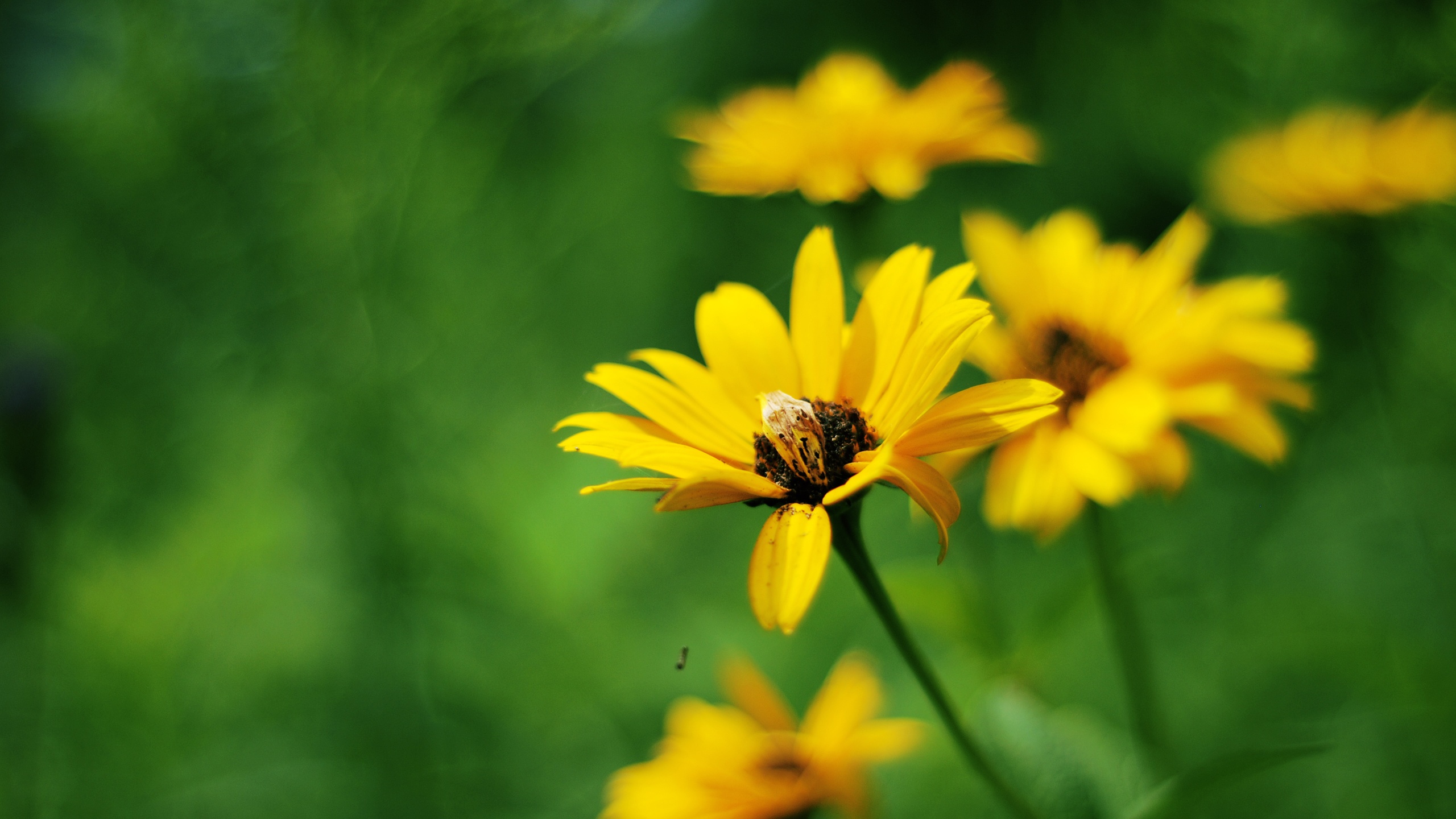 Yellow summer flowers