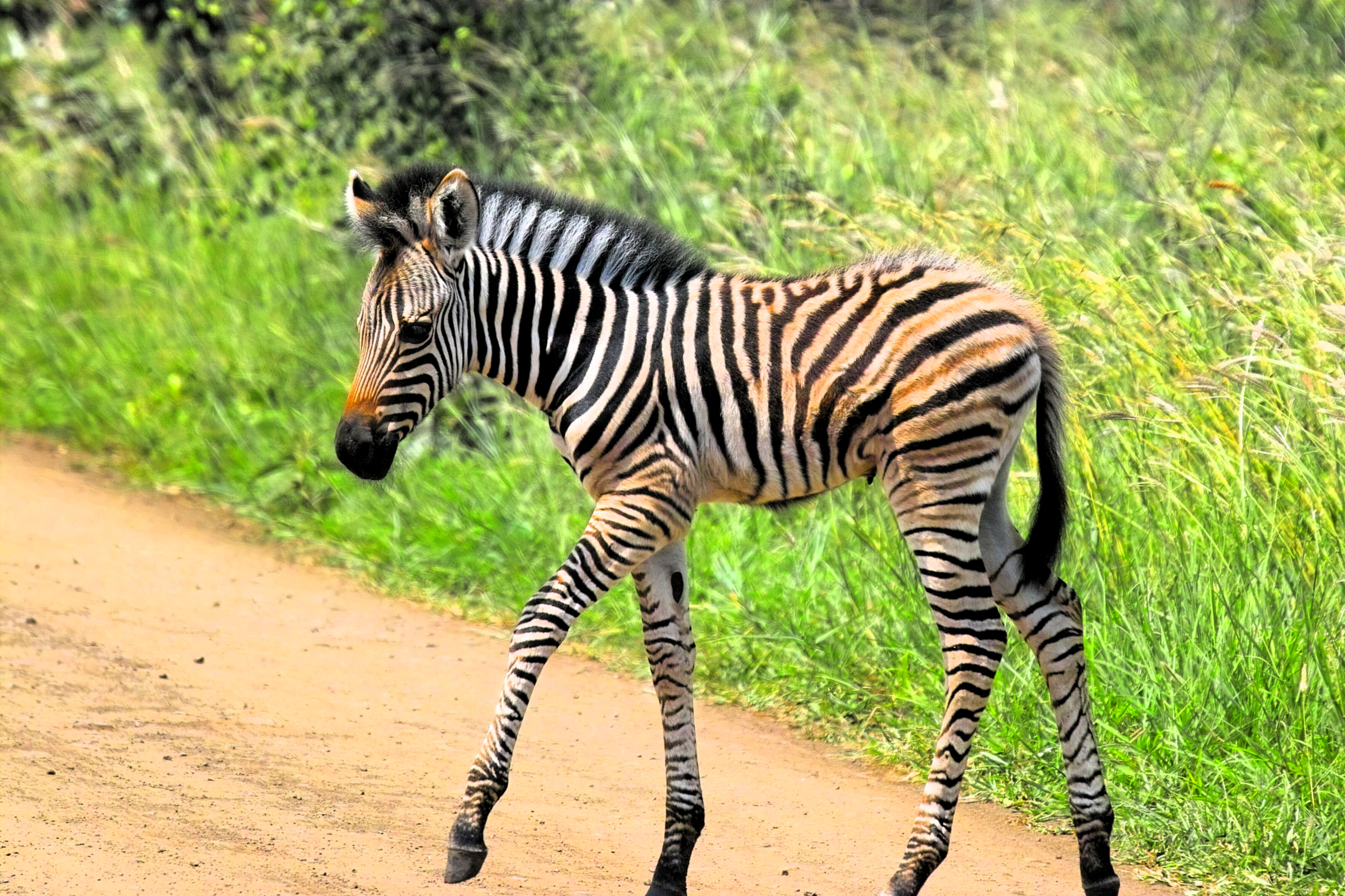zebra caminando