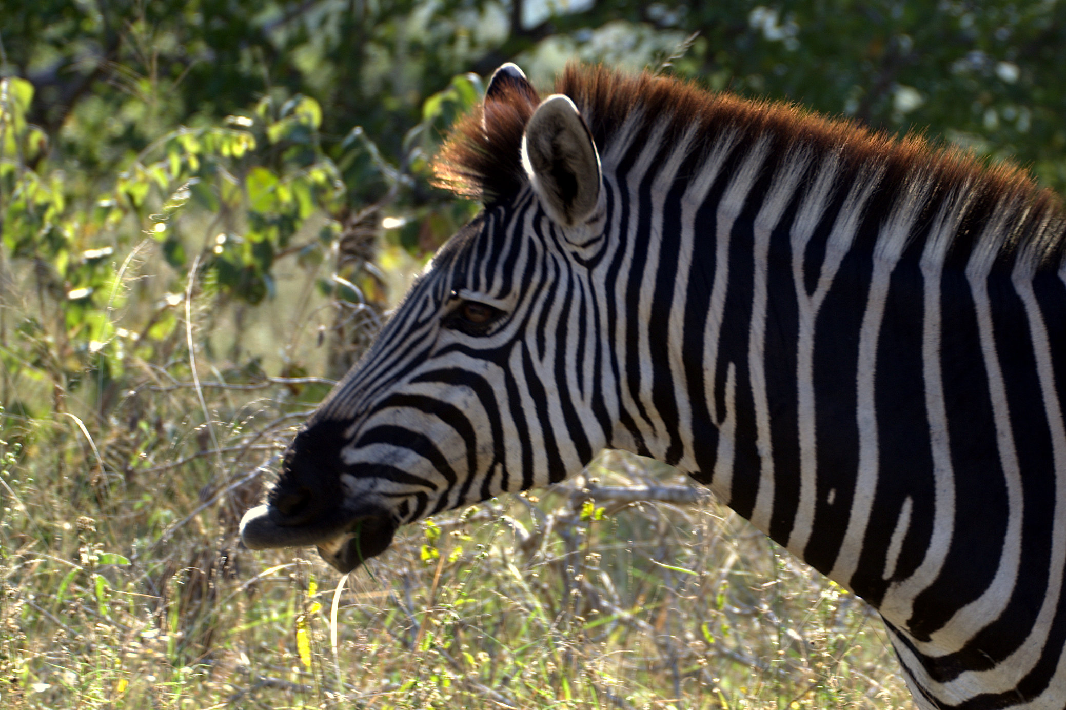 zebra comiendo