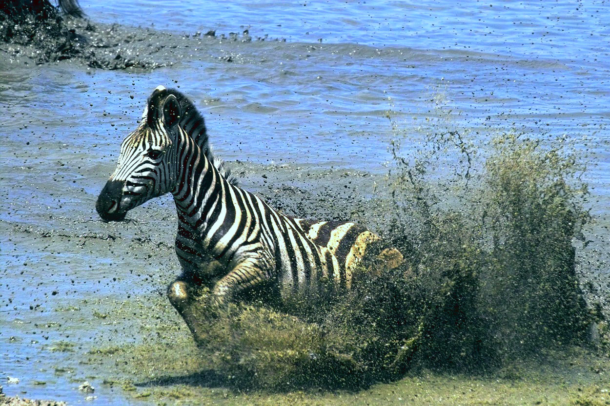 Zebra corriendo