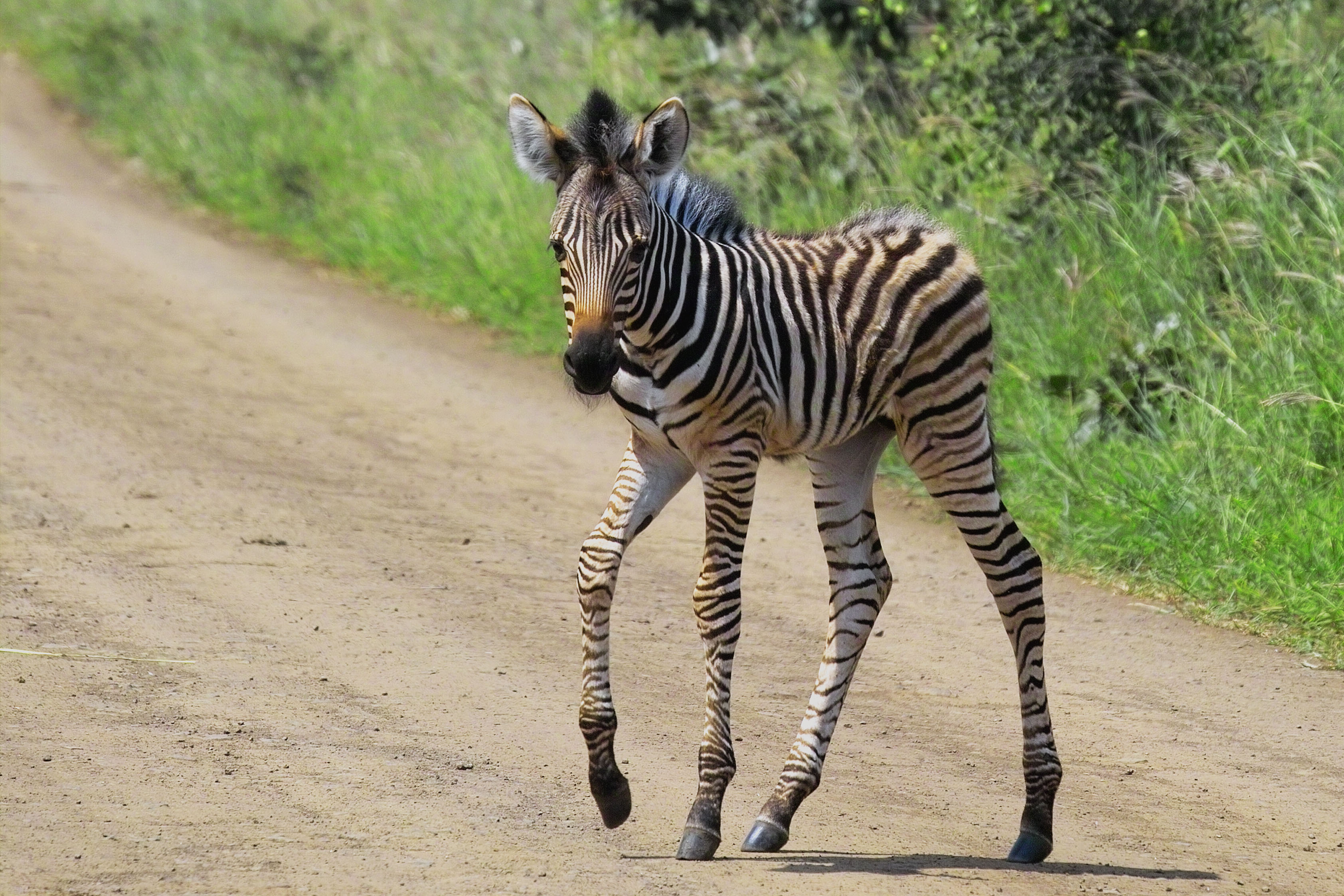 zebra pequeña caminando