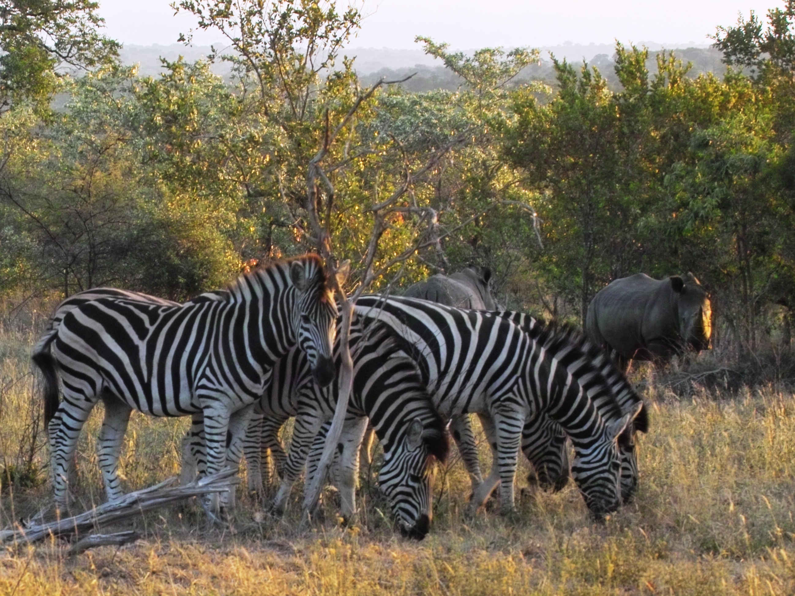 zebras comiendo