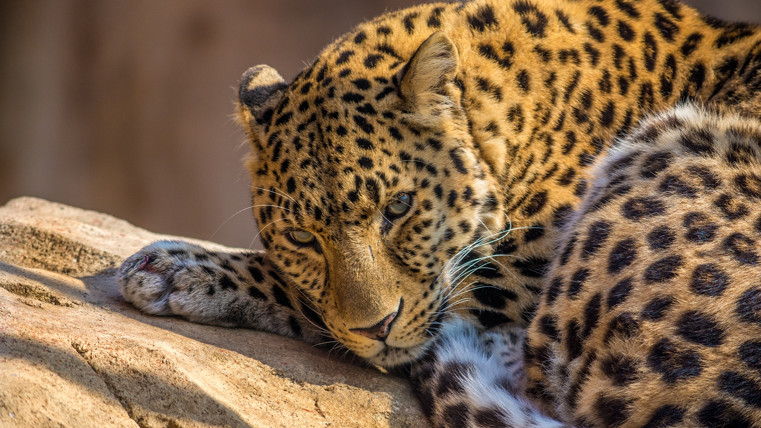 Zoo leopard